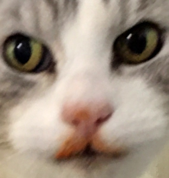 Noses