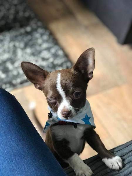 Sell me your dog