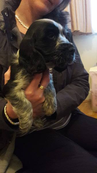 Living with a spaniel