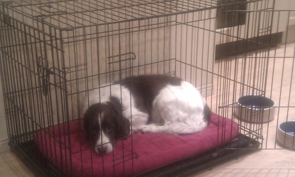 Keeping a Dog in a cage?