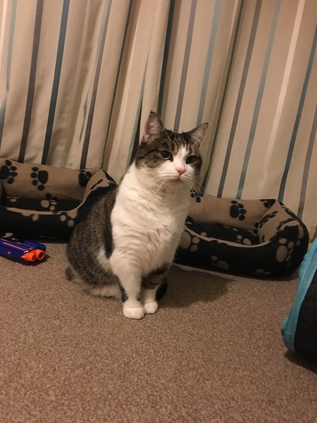 To ask you to post pictures of your pets?