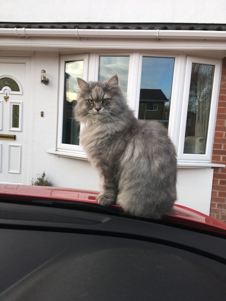 To ask about your Siberian Kitten experiences? *Will include pic if asked!*