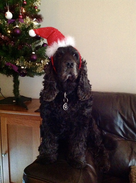 Struggling to accept the loss of our dog