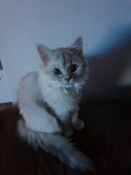 To ask you to post pictures of your pets?