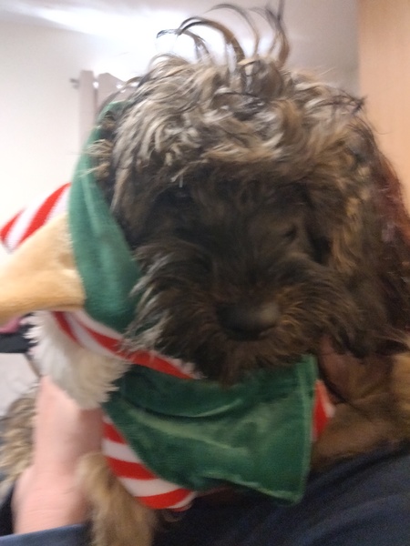 My fucking puppy