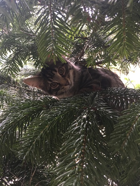 Kittens and Christmas tree