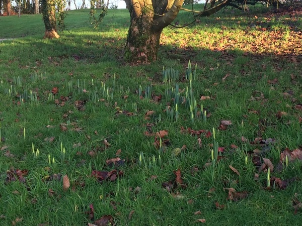 I can't believe it's December & we STILL haven't had a frost yet!