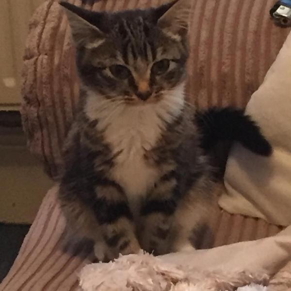 Is it feasible to get a cat when grandparent is cat phobic?