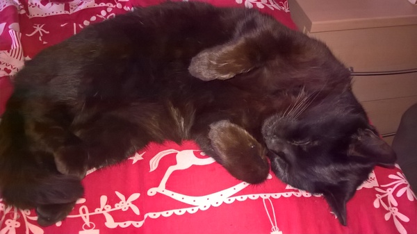Cat followed us home but now wont leave