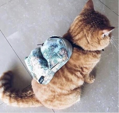 cat backpacks