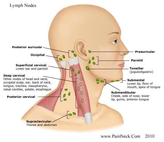 Is there a gland in this part of the neck or should I be worried?
