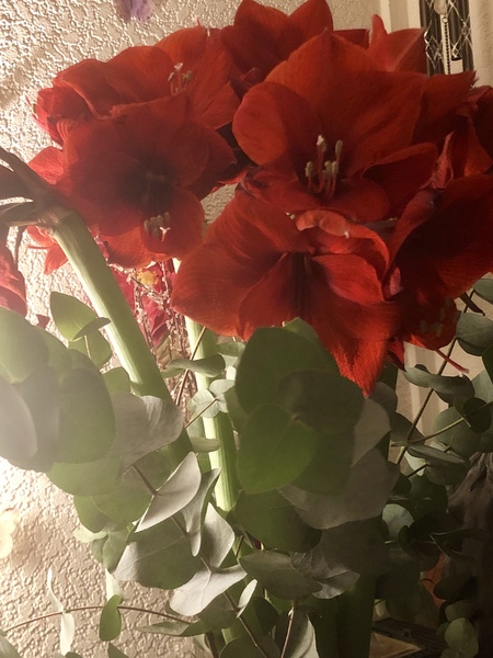 Free Freddie flowers