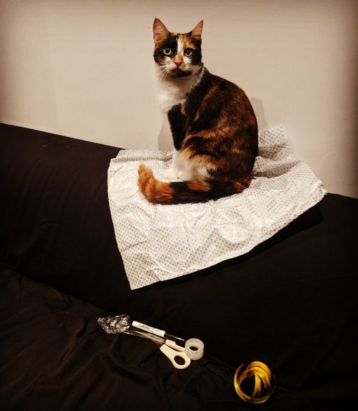 Female Ginger Kitten (and humble brag)