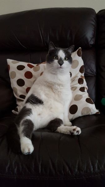 To ask you to post pictures of your pets?