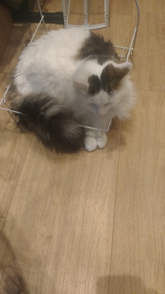 My cat likes to hide in boxes.