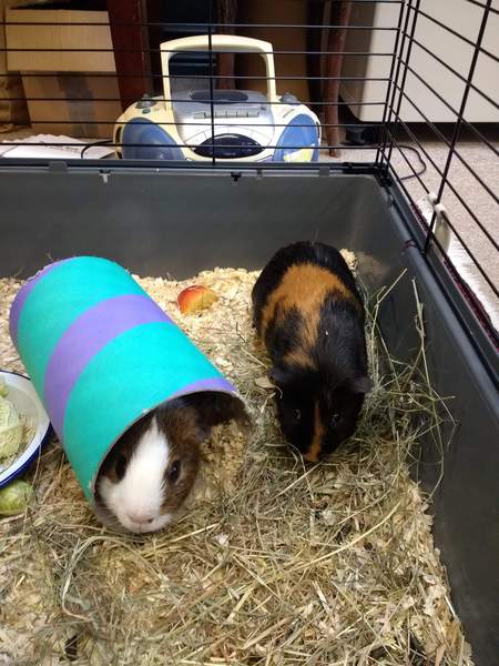 Where to keep guinea pigs