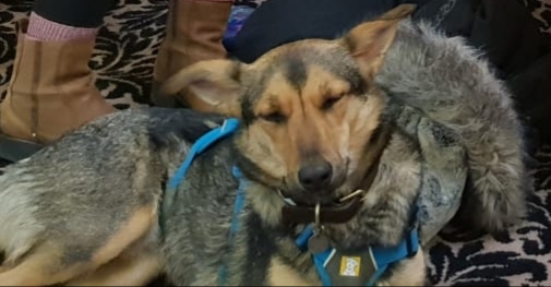 You know your dog is tired when...