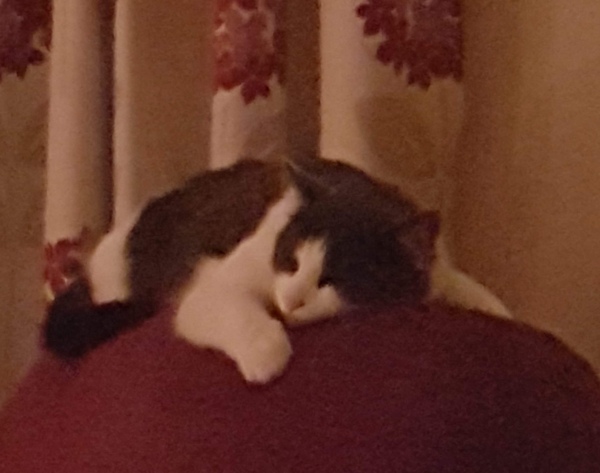 To banish cat from the house?