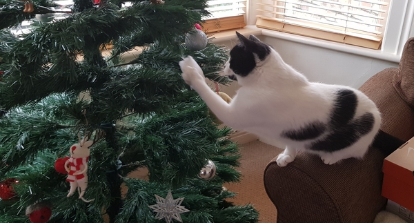 How to stop my cat destroying from destroying Christmas.