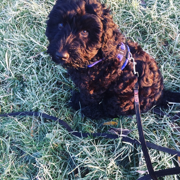 Share dog photos