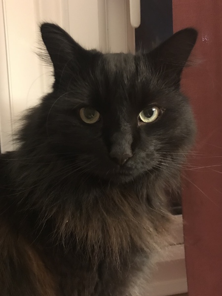FIV diagnosis