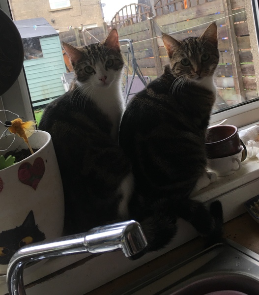 To ask you to post pictures of your pets?