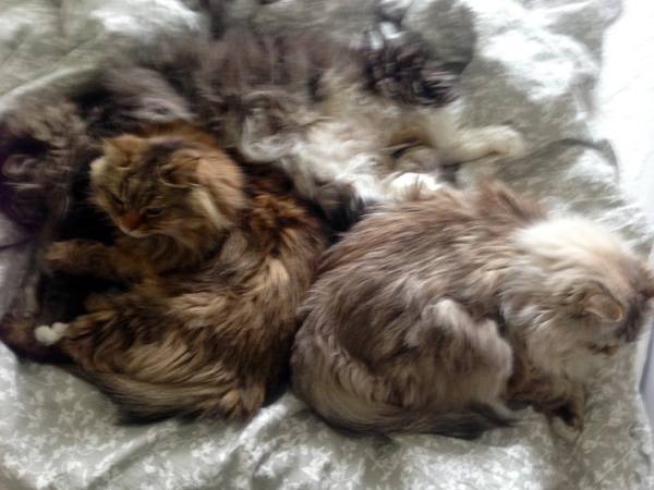 To ask about your Siberian Kitten experiences? *Will include pic if asked!*