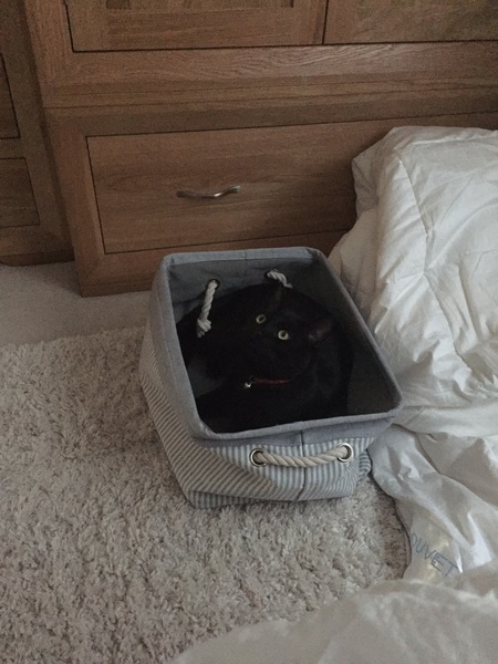 My cat likes to hide in boxes.