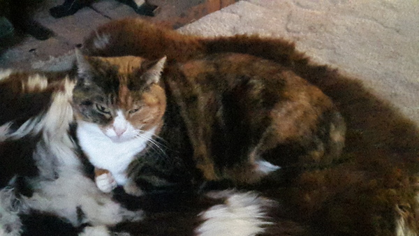 My poor cat may have pancreatitis