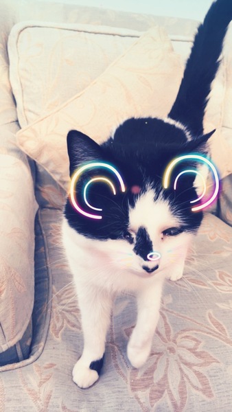 To ask you to post pictures of your pets?
