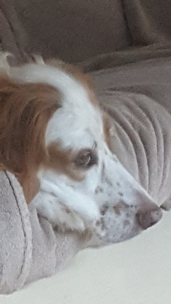 To ask you to post pictures of your pets?