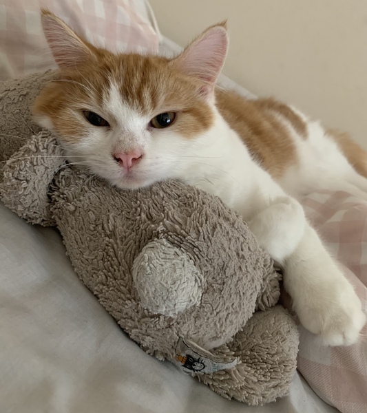 Female Ginger Kitten (and humble brag)