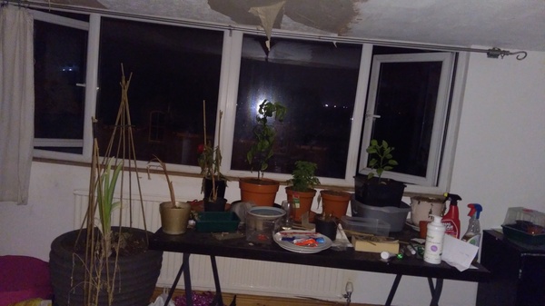 Festive frugaleering - Merry Christmas, and a happy 2019 to you all.