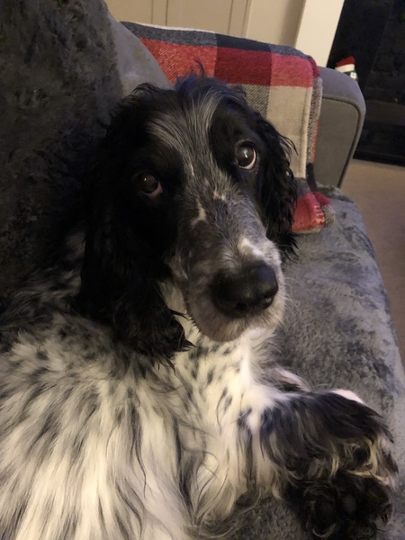 How old do you think this dog is?