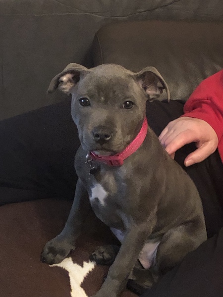 Puppy support