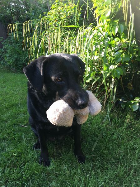 Share dog photos