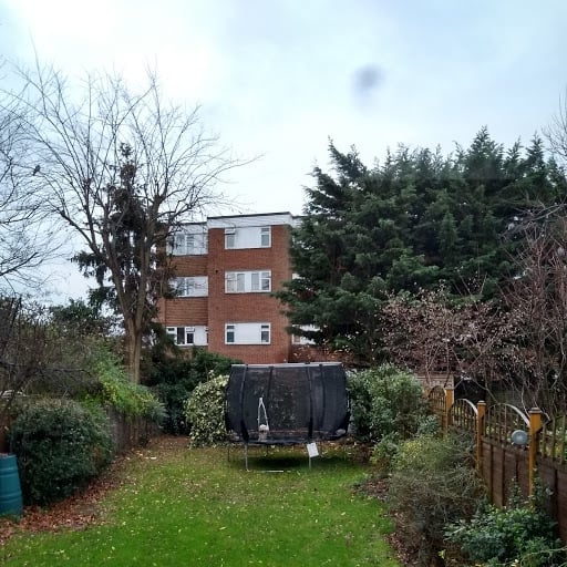 To plant a Leylandii in this garden - or otherwise what?