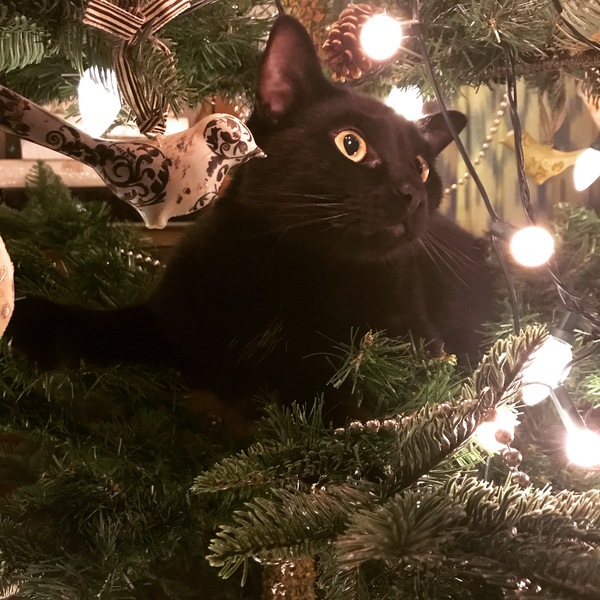 Kittens and Christmas tree