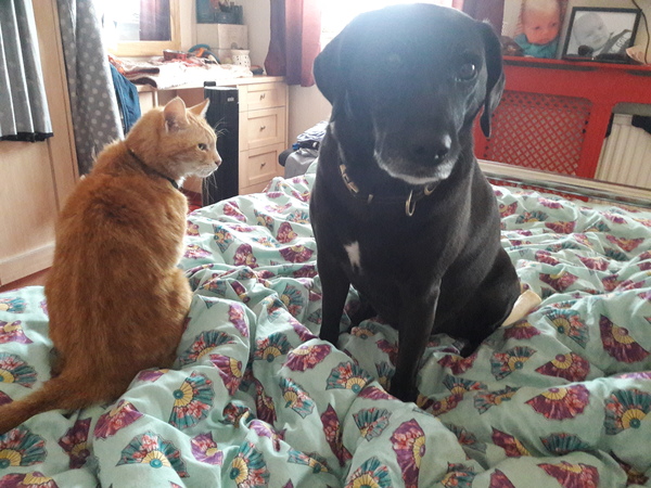 Female Ginger Kitten (and humble brag)