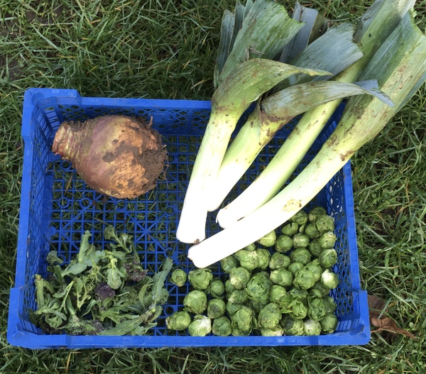 Allotment?Veg Patch Thread 13! Are we weathering the weather?