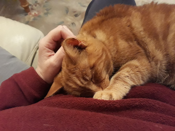 Female Ginger Kitten (and humble brag)