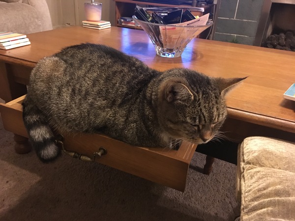 To ask you to post pictures of your pets?