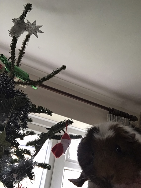 Small Pets Annual Christmas Photos