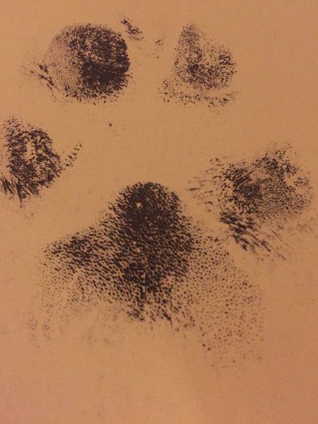 Please help, what are the vets & hospital not seeing?