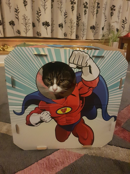 What did your cat get for Christmas?