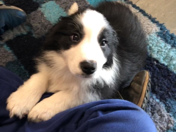 Sell me your dog