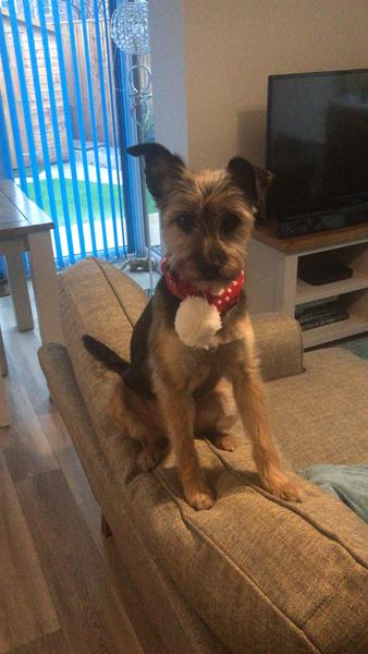 To ask you to post pictures of your pets?