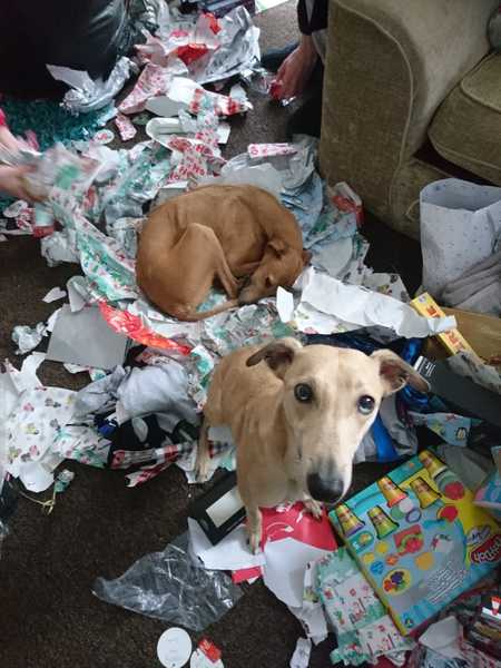 Sell me your dog