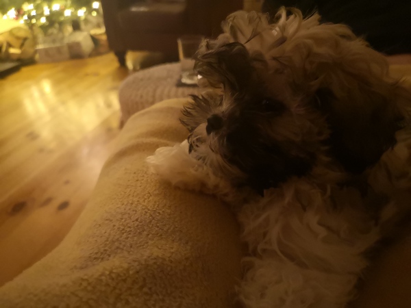 To ask you to post pictures of your pets?
