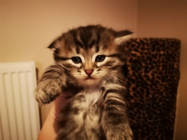 To ask about your Siberian Kitten experiences? *Will include pic if asked!*